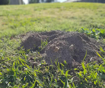 Gopher Damage in New Sod