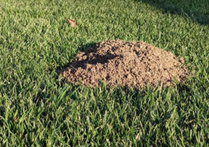 Gopher Damage in New Sod