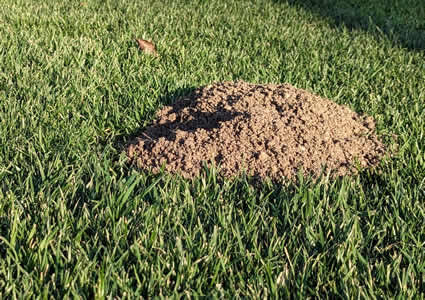 Gopher Damage in New Sod