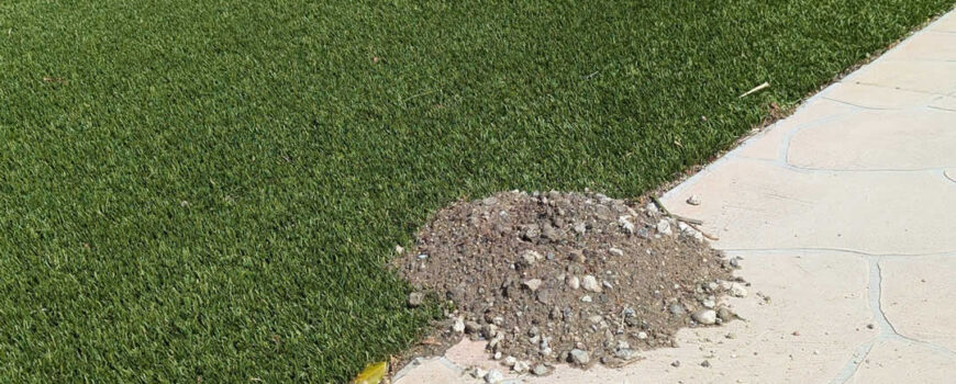Gopher Damage in Artificial Turf in Temecula & Riverside – Signs & Solutions