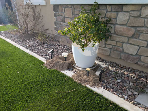 Gopher damage in artificial turf next to rocks and plants